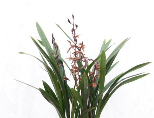 盆栽默兰是什么意思？它代表的花朵有哪些？