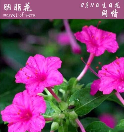 生日花的花语是什么花？如何根据生日选择合适的花卉？