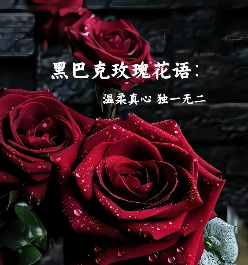 相见时送玫瑰花有什么讲究？哪种颜色的玫瑰最合适？