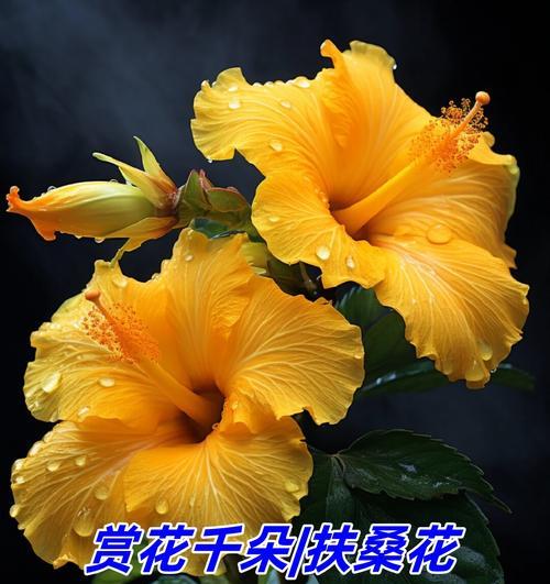 盛开的花朵象征着什么？