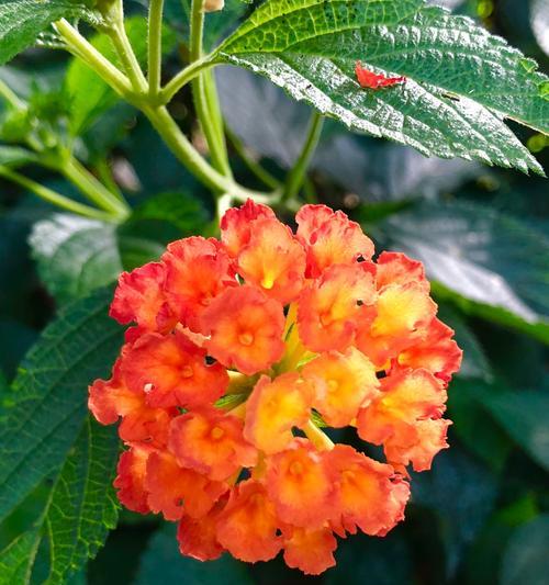 辰山植物园中有哪些珍稀花卉？