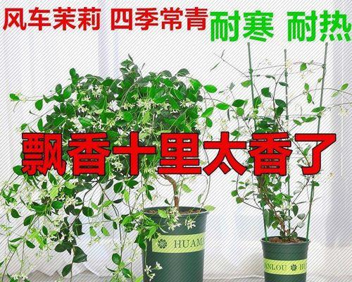 爬藤耐干旱的花卉品种有哪些？如何进行有效灌溉？