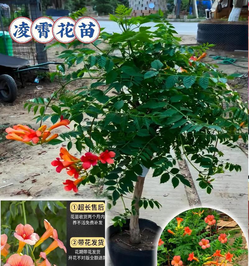 爬藤耐干旱的花卉品种有哪些？如何进行有效灌溉？