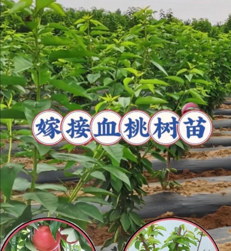 桃树老根嫁接后如何进行管理？