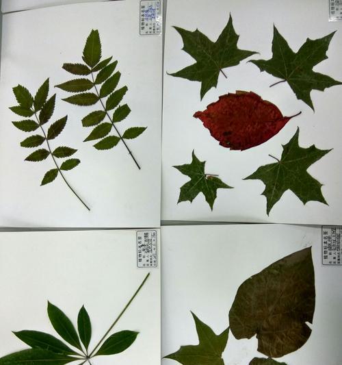 如何制作动植物标本？制作标本的步骤和注意事项有哪些？
