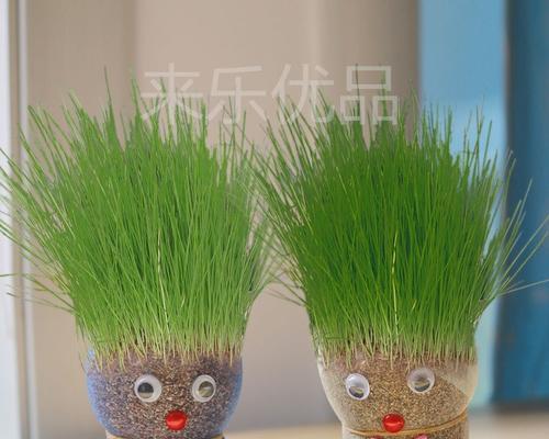 草娃娃盆栽是什么种子？如何种植？