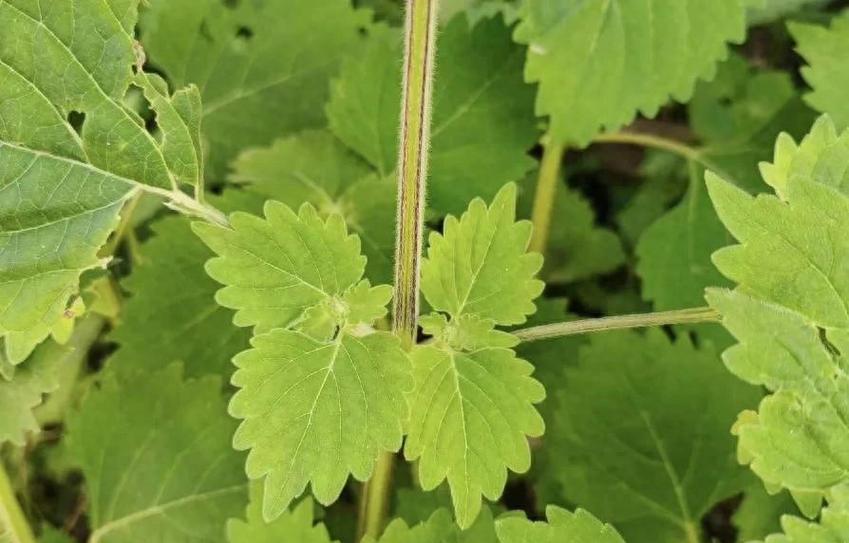哪些植物被誉为抗癌超级植物？它们的抗癌成分是什么？
