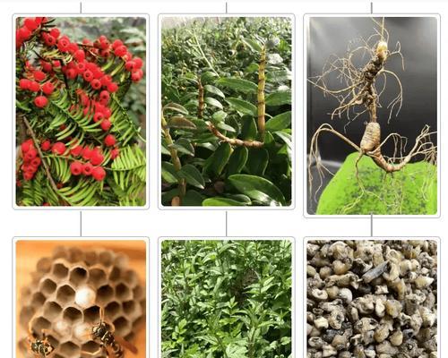 哪些植物被誉为抗癌超级植物？它们的抗癌成分是什么？