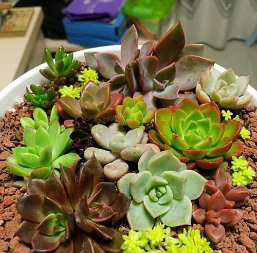 适合拼盘多肉的花卉有哪些？如何选择合适的多肉植物？
