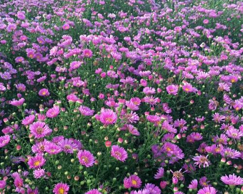 哪些花卉品种繁殖效率高？繁殖效率高的花卉品种有何优势？