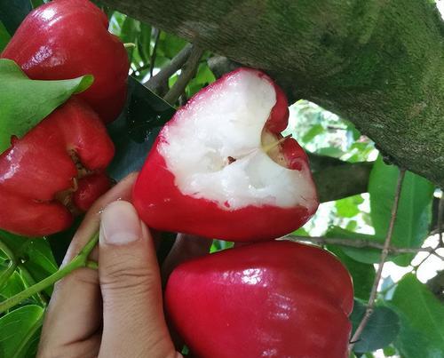 莲雾的植物特性是什么？莲雾的简介应包含哪些要点？