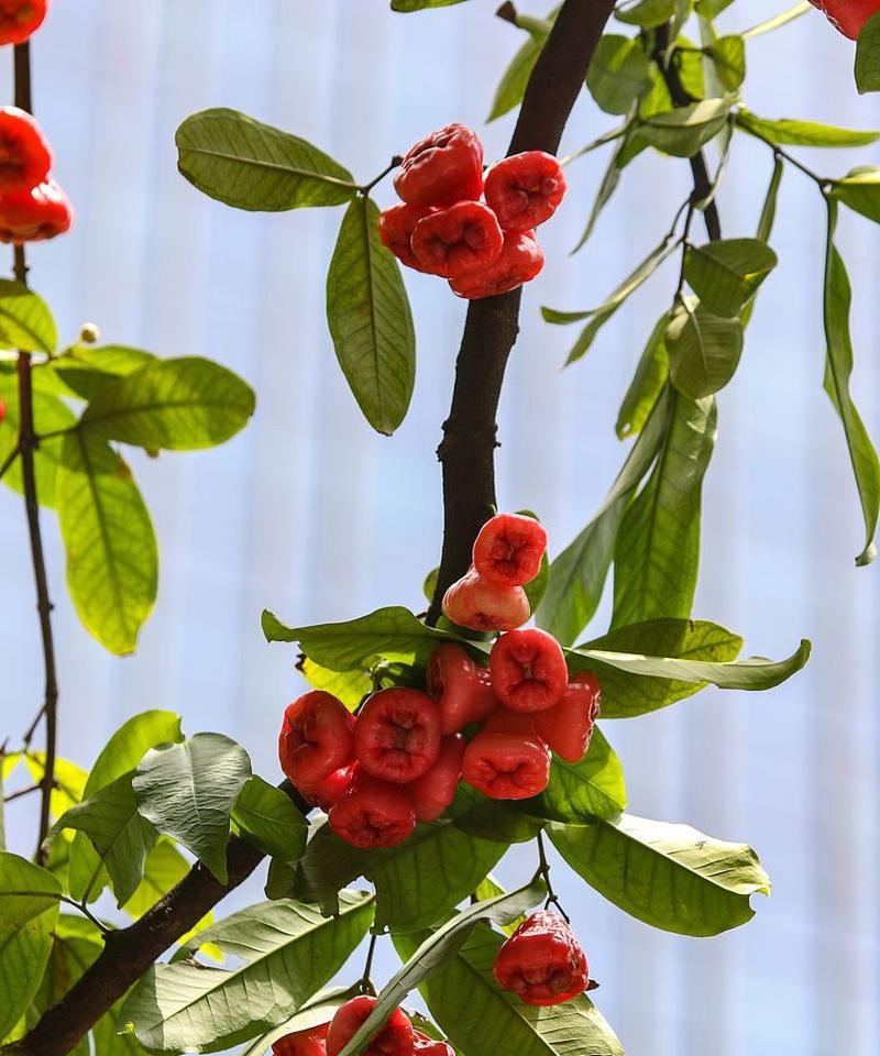 莲雾的植物特性是什么？莲雾的简介应包含哪些要点？