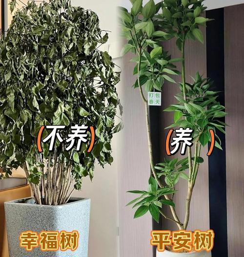 潮汕地区客厅园林常用的植物有哪些？如何搭配这些植物？