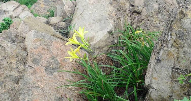 东北的黄花菜是什么花卉？它的种植方法是什么？