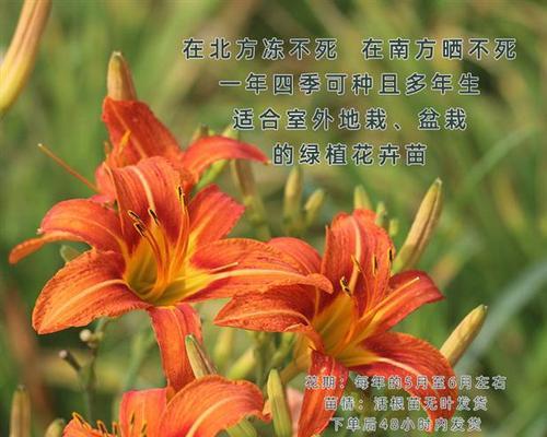 东北的黄花菜是什么花卉？它的种植方法是什么？