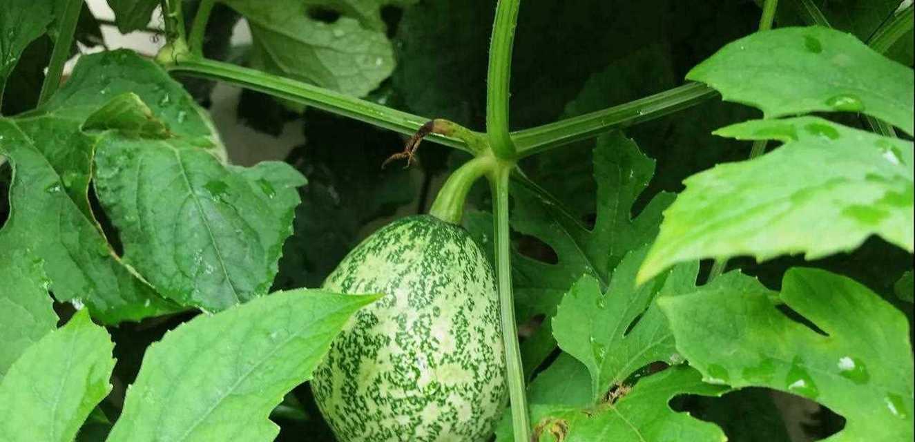树干上生长的蔓生植物是什么？
