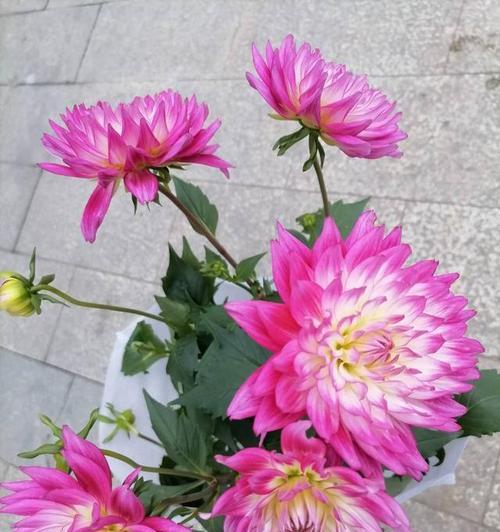 秋天花卉室外养护需要注意什么？有哪些有效方法？