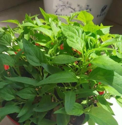 如何正确养护家里的盆栽辣椒？