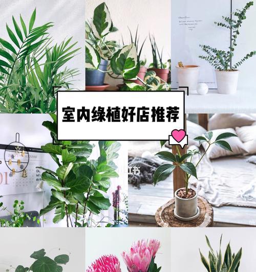 花卉绿植药片有哪些种类？使用方法是什么？