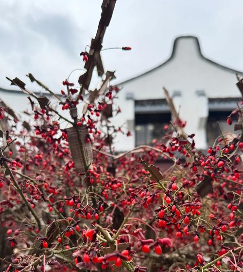 青叶是什么植物？青叶植物有哪些分类？