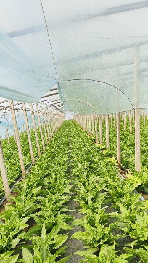 青叶是什么植物？青叶植物有哪些分类？