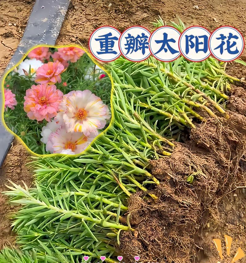 太阳花苗有哪些不同的品种？它们的生长习性如何？