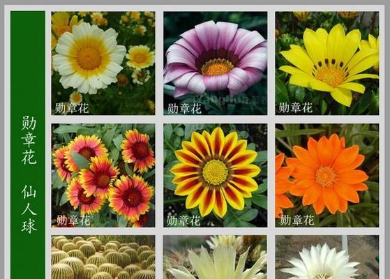 哪些花卉品种最容易养护？适合初学者的花卉有哪些？