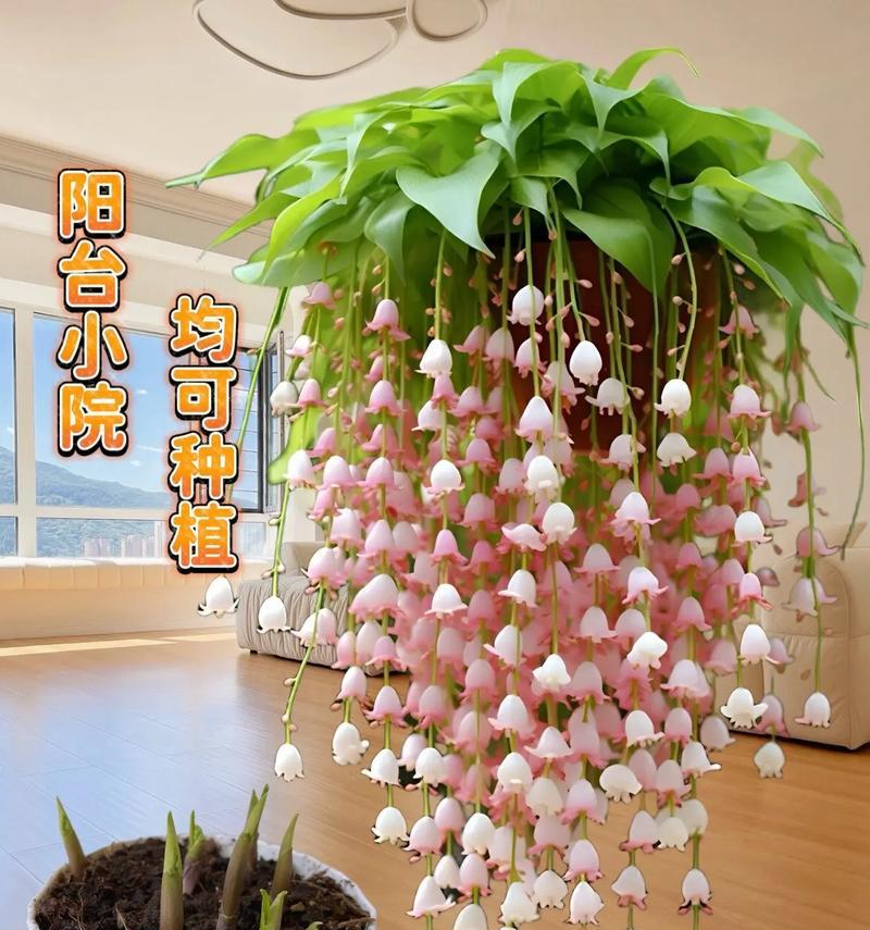 哪些花卉品种最容易养护？适合初学者的花卉有哪些？