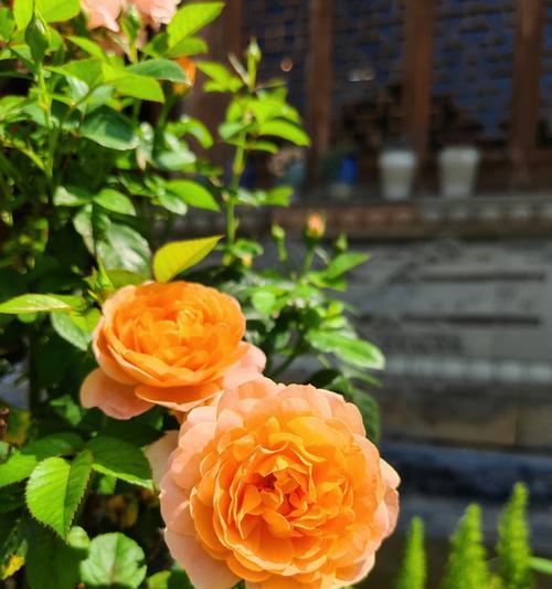哪些花卉品种最容易养护？适合初学者的花卉有哪些？