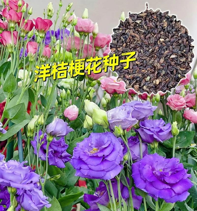 耐热玫瑰花卉种子有哪些？这些种子的耐热特性如何？