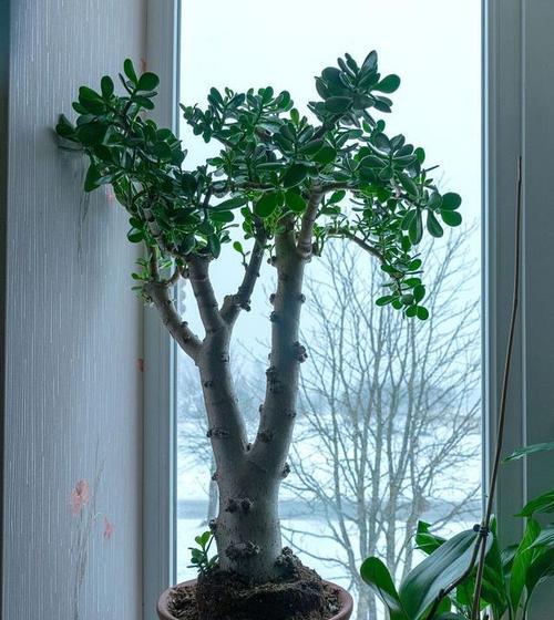 桌上绿植盆栽的正确养护方法是什么？
