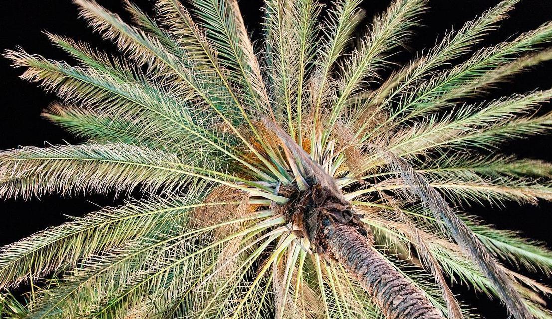沙漠植物棕榈怎么养护？有哪些注意事项？