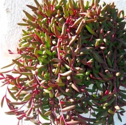 瀑布水坑里植物有哪些？这些植物如何适应湿润环境？