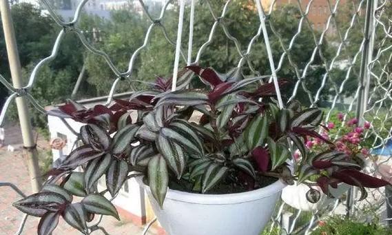 瀑布水坑里植物有哪些？这些植物如何适应湿润环境？