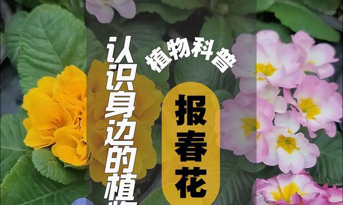春季常见植物有哪些？如何照料它们？