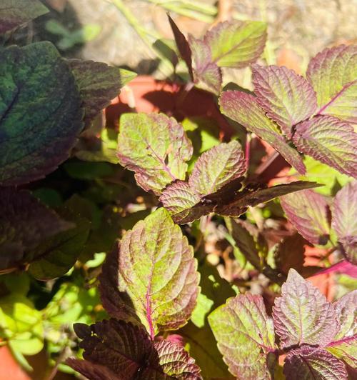 春季常见植物有哪些？如何照料它们？