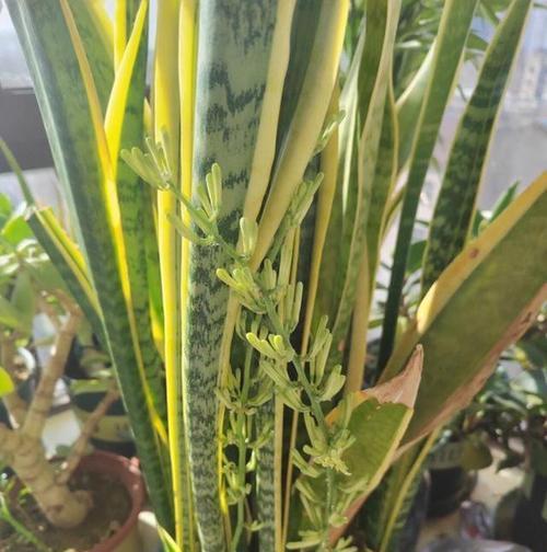 春季常见植物有哪些？如何照料它们？