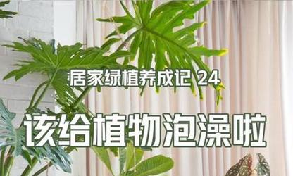 给植物浇水应该使用什么类型的水？
