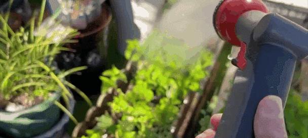 给植物浇水应该使用什么类型的水？
