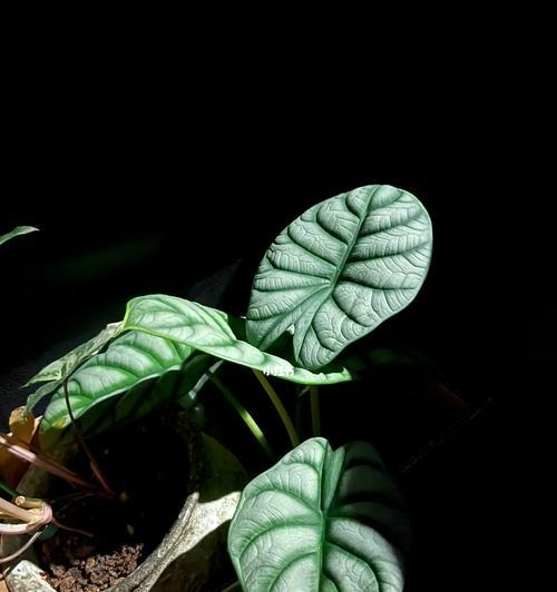 白犀牛盆植盆栽的养护技巧有哪些？