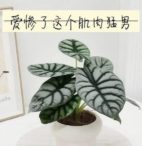 白犀牛盆植盆栽的养护技巧有哪些？
