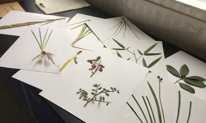 标本植物的制作方法是什么？需要哪些材料和步骤？