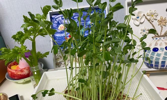 幼儿园适合哪些水培植物？