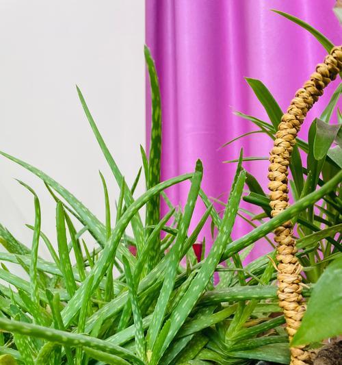 幼儿园适合哪些水培植物？