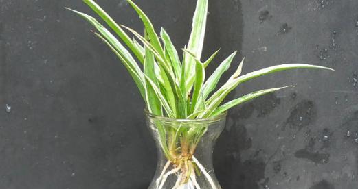 幼儿园适合哪些水培植物？