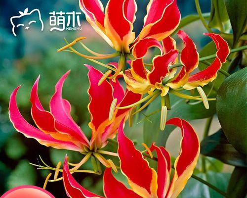 红色木百合的正确养护方法是什么？如何避免常见养护错误？