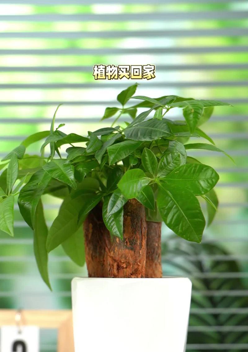 有哪些水养植物？水养植物的养护方法是什么？