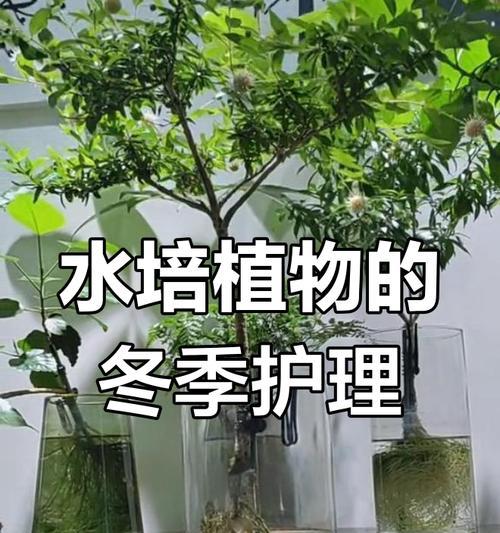 有哪些水养植物？水养植物的养护方法是什么？