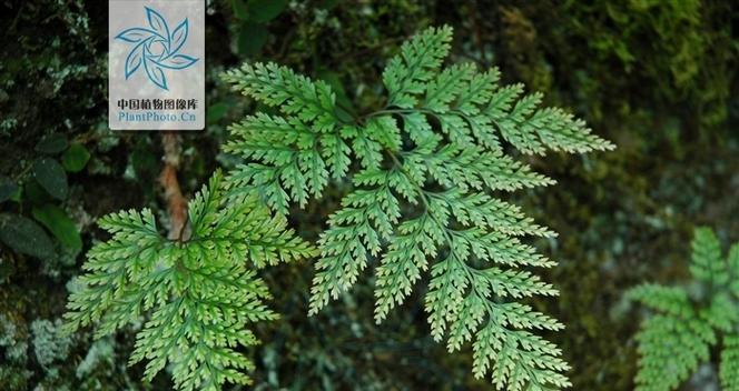碎骨补这种植物怎么种植？它的生长条件是什么？