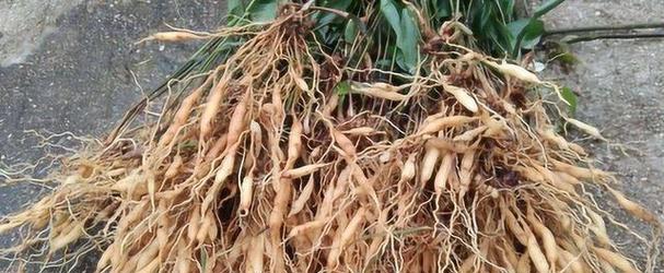 碎骨补这种植物怎么种植？它的生长条件是什么？